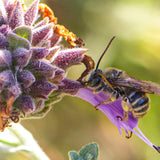 Allen Chickering Sage - Salvia 'Allen Chickering'