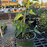 Anacapa Pink Island Morning-glory - Calystegia macrostegia 'Anacapa Pink'