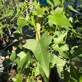Anacapa Pink Island Morning-glory - Calystegia macrostegia 'Anacapa Pink'