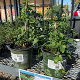 Anacapa Pink Island Morning-glory - Calystegia macrostegia 'Anacapa Pink'