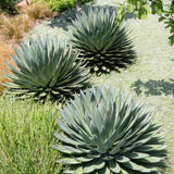 Blue Glow Agave - Agave ‘Blue Glow’