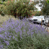 Allen Chickering Sage - Salvia 'Allen Chickering'