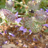 Allen Chickering Sage - Salvia 'Allen Chickering'