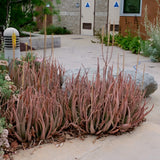 Aloe Vera - Aloe vera