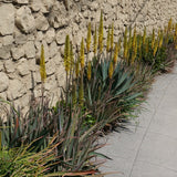 Aloe Vera - Aloe vera