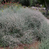 Ashyleaf Buckwheat - Eriogonum cinereum