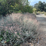 Ashyleaf Buckwheat - Eriogonum cinereum