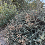 Ashyleaf Buckwheat - Eriogonum cinereum