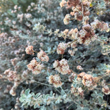Ashyleaf Buckwheat - Eriogonum cinereum