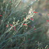 Baja Bush Snapdragon - Gambelia juncea