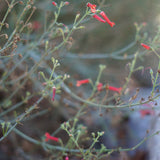 Baja Bush Snapdragon - Gambelia juncea