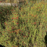 Baja Bush Snapdragon - Gambelia juncea