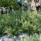 Black Sage - Salvia mellifera