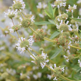 Black Sage - Salvia mellifera