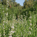 Black Sage - Salvia mellifera