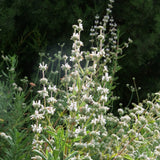 Black Sage - Salvia mellifera