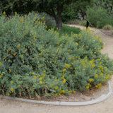 Bladderpod - Cleomella arborea