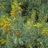 Bladderpod - Cleomella arborea
