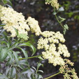 Blue Elderberry - Sambucus mexicana