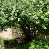 Blue Elderberry - Sambucus mexicana