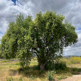 Blue Elderberry - Sambucus mexicana