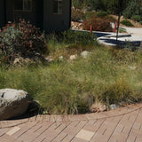 Blue Grama - Bouteloua gracilis