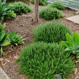 Boule Rosemary - Salvia rosmarinus 'Boule'