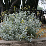 Brittlebush / Incienso - Encelia farinosa