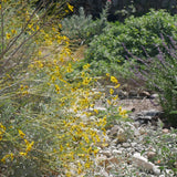 Brittlebush / Incienso - Encelia farinosa