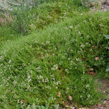 Bruce Dickinson Buckwheat - Eriogonum fasciculatum 'Bruce Dickinson'