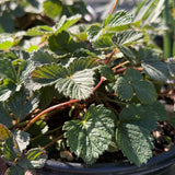 California Strawberry / Woodland Strawberry - Fragaria vesca