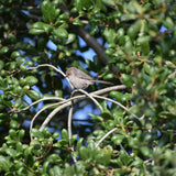 Coast Live Oak - Quercus agrifolia