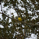 Coast Live Oak - Quercus agrifolia
