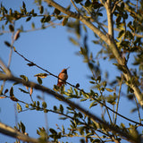 Coast Live Oak - Quercus agrifolia