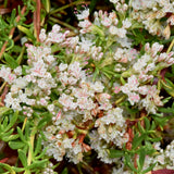 California Buckwheat - Eriogonum fasciculatum