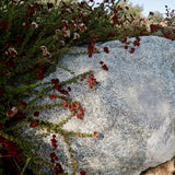 California Buckwheat - Eriogonum fasciculatum
