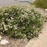 California Buckwheat - Eriogonum fasciculatum