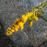 California Goldenrod - Solidago californica
