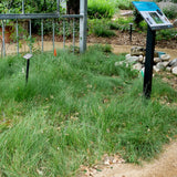 California Meadow Sedge / Sand Dune Sedge - Carex pansa