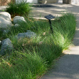 California Meadow Sedge / Sand Dune Sedge - Carex pansa