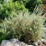 California Sagebrush - Artemisia californica