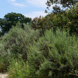 California Sagebrush - Artemisia californica
