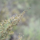 California Sagebrush - Artemisia californica