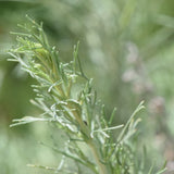 California Sagebrush - Artemisia californica