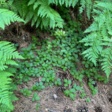 California Strawberry / Woodland Strawberry - Fragaria vesca