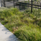 California Meadow Sedge / Sand Dune Sedge - Carex pansa