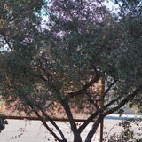 California Scrub Oak - Quercus berberidifolia