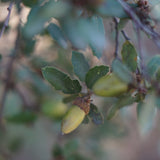 California Scrub Oak - Quercus berberidifolia