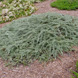 Canyon Gray Sagebrush - Artemisia californica 'Canyon Gray'