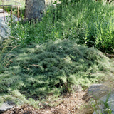 Canyon Gray Sagebrush - Artemisia californica 'Canyon Gray'